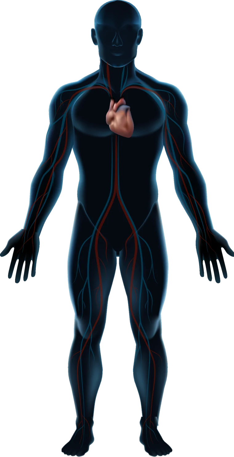 Cardiovascular system