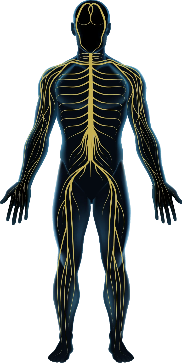 Nervous system