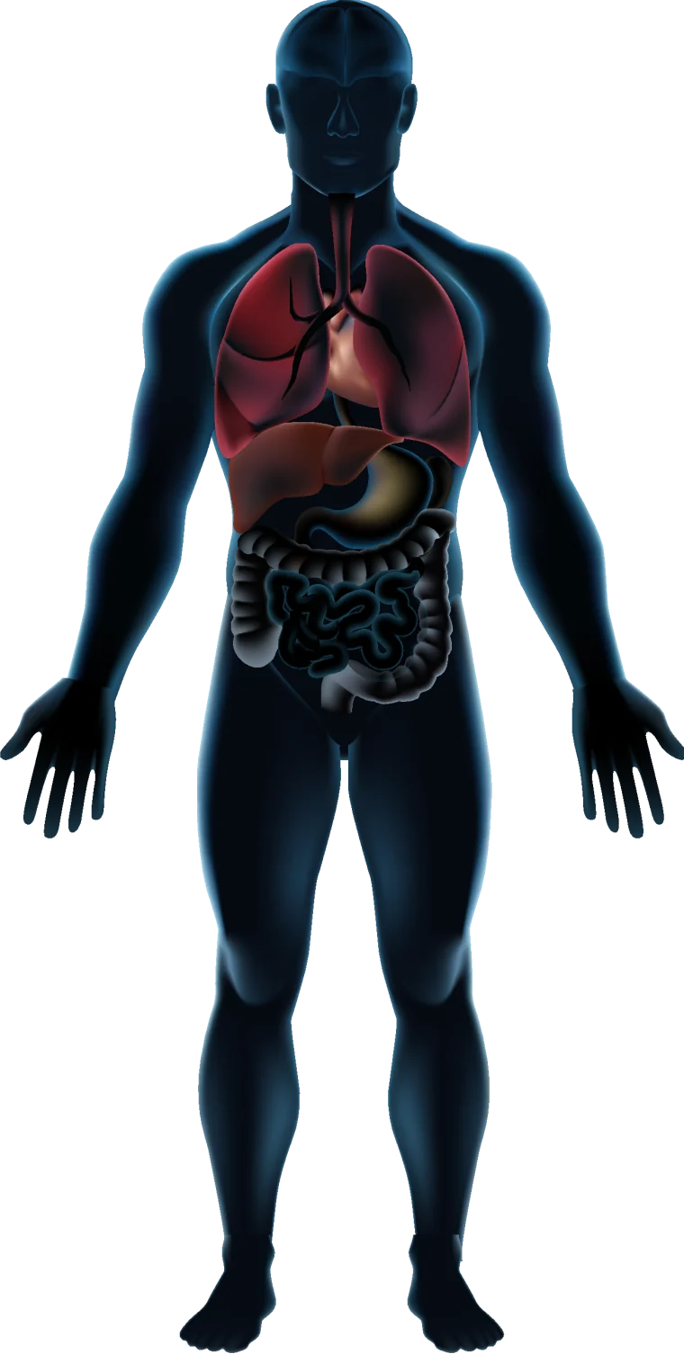 Internal organs