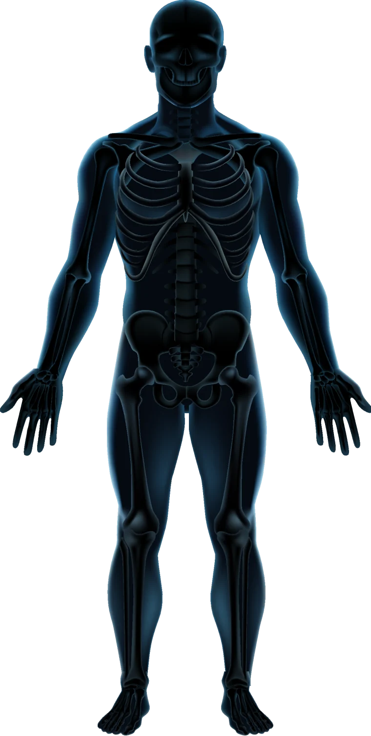 Skeleton and spine